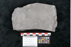 Foto (Objekt + Etikett) von Equisetum ungeri Ettingshausen (NHMW-GEO-2024-0188-10621)